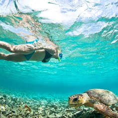 Diving woman and turtle