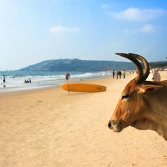 Indian Ocean photo 19