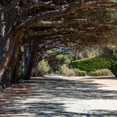 Venture to the conservatory