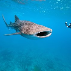 Indian Ocean photo 6