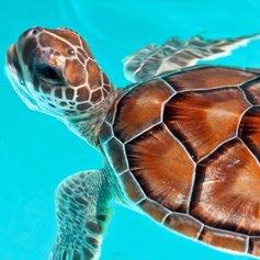 Saving the Sea Turtles