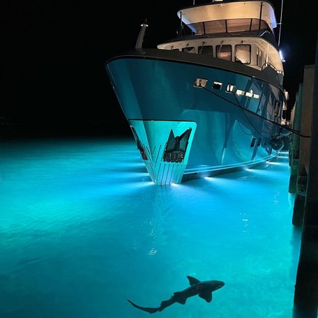 Lights from a docked yacht illuminate a shark in the water 