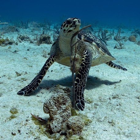 Hawksbill turtle under the water at Highbourne Cay