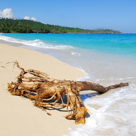 Tree limb brought in by the ocean