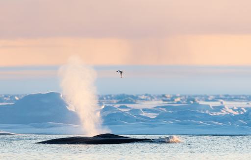 A pair of blue whales come up for air in Svalbard